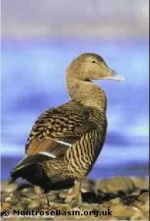 Eider