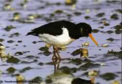 oystercatcher