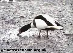 shelduck