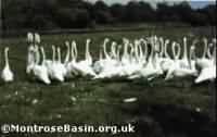 Swans in pen