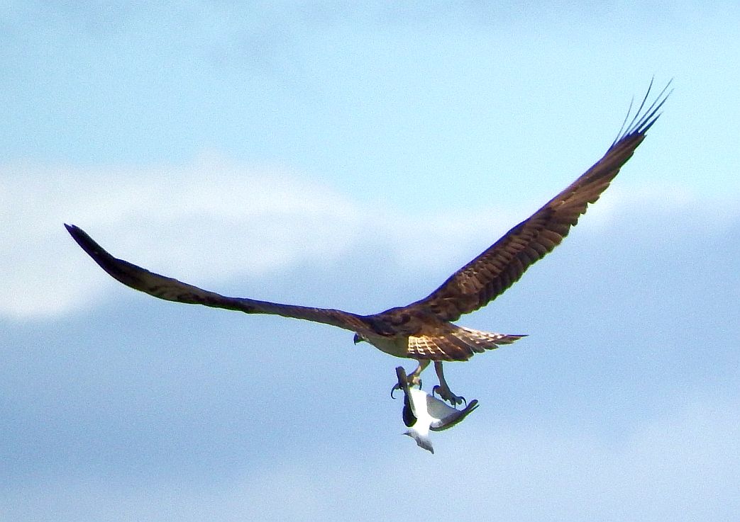 Osprey with flatfish